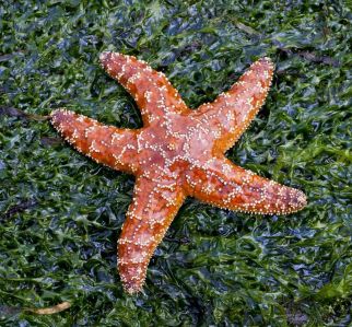 Star fish - Similarity